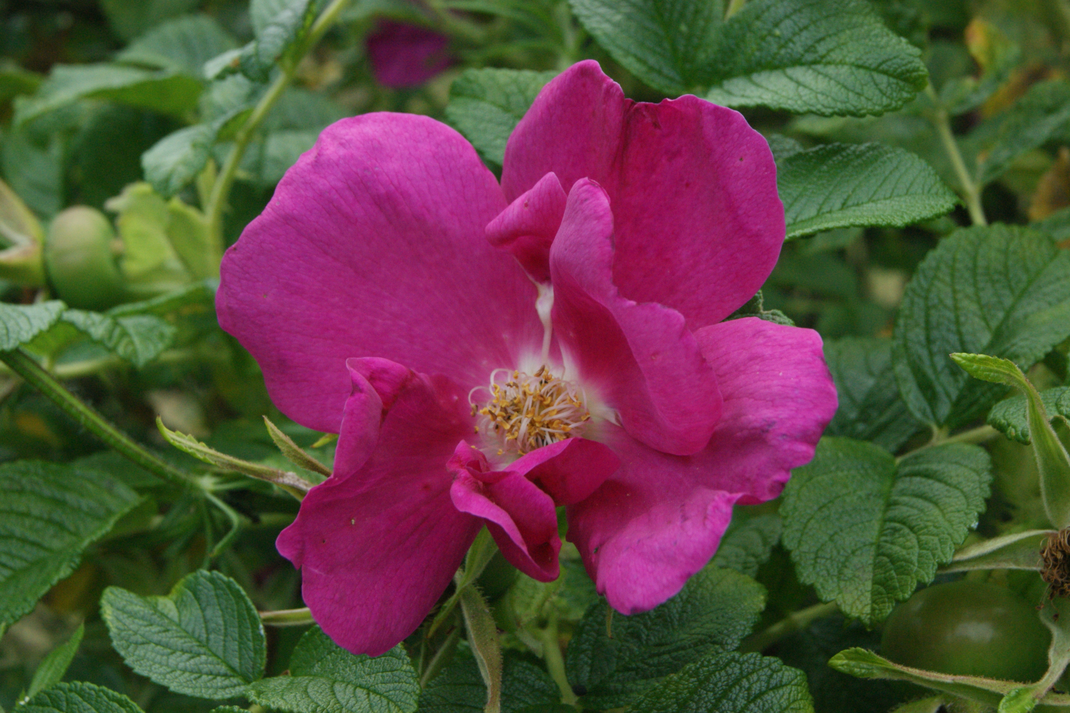 Heckenrose